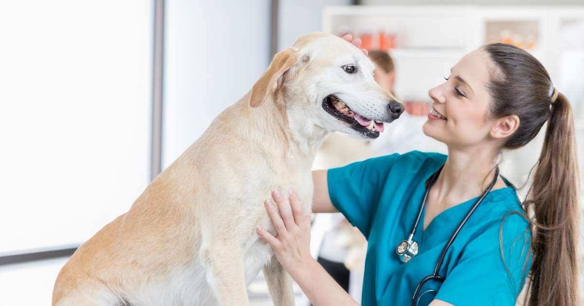Como um Cão Pode Ser Adestrado: Guia Completo para Tutores Responsáveis