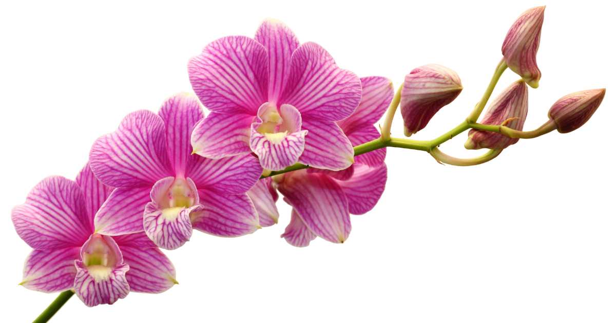 Guia Didático de Primeira Aula: As 4 Regras de Ouro para o Cultivo de Orquídeas Para Iniciantes e o Sucesso com a Sua Primeira Planta