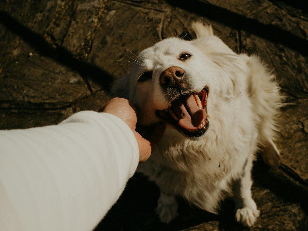 Cuidados com a saúde renal: uma valiosa dica para pets