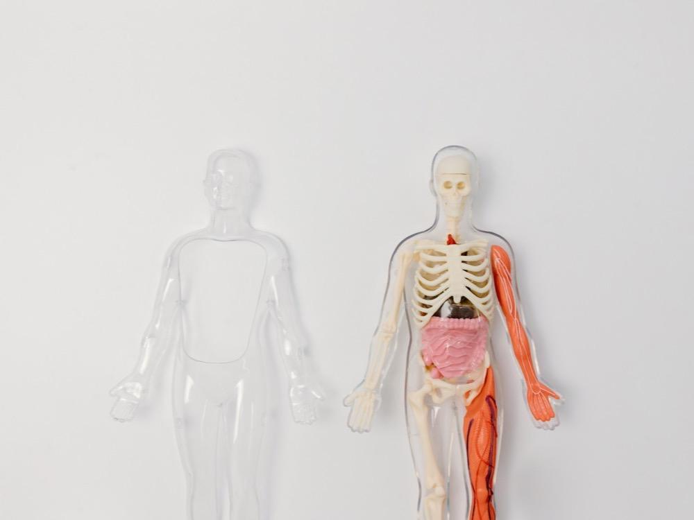 Entenda onde fica o estômago e sua estrutura no corpo humano